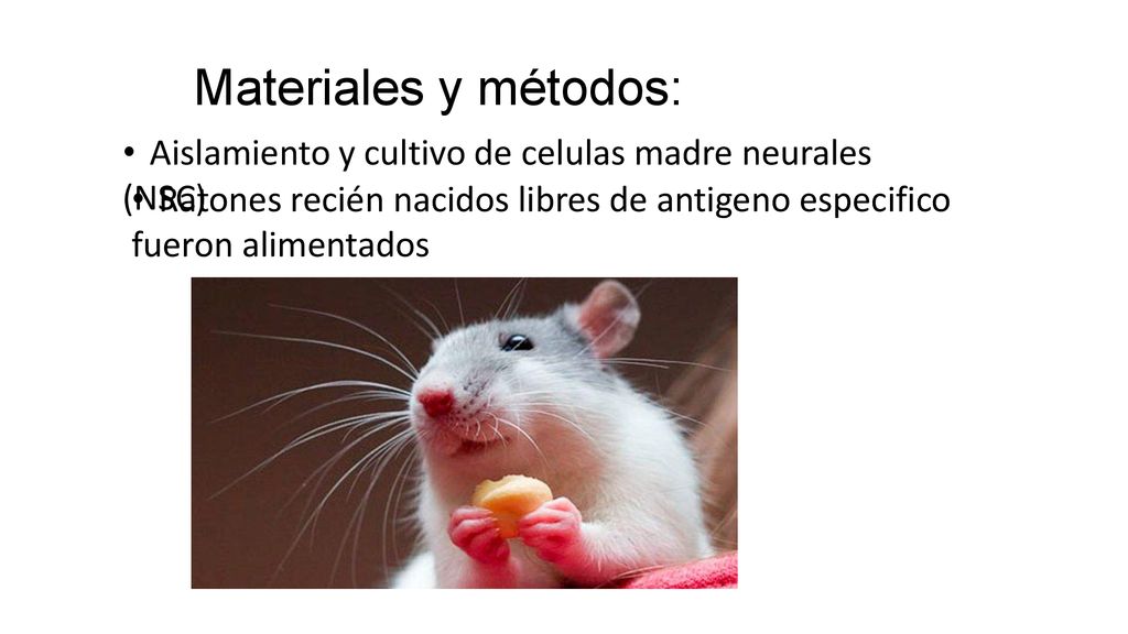 Materiales y métodos: Aislamiento y cultivo de celulas madre neurales (NSC) Ratones recién nacidos libres de antigeno especifico fueron alimentados.