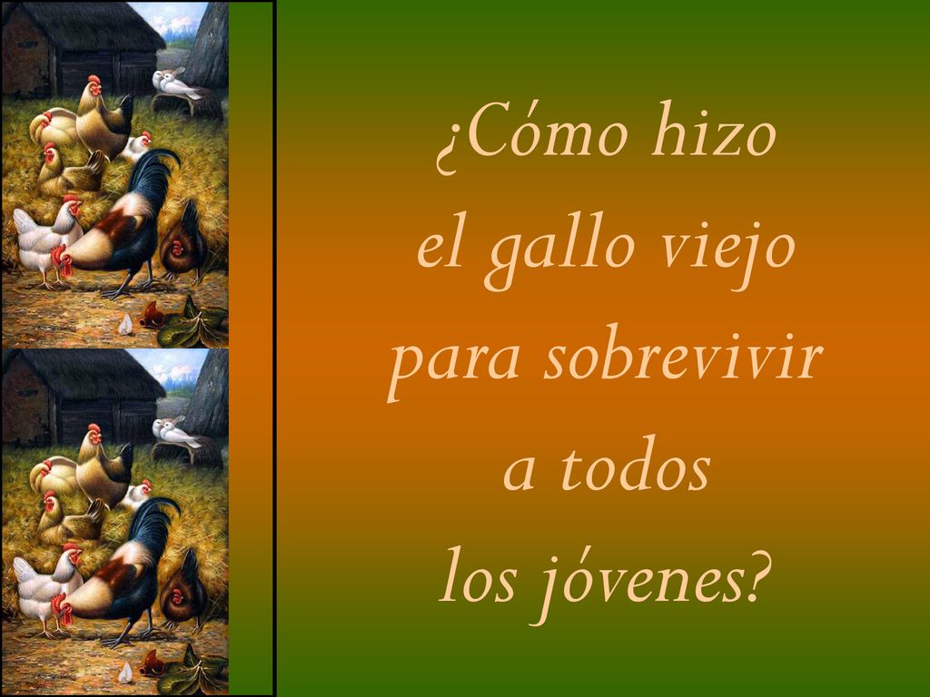¿Cómo hizo el gallo viejo para sobrevivir a todos los jóvenes