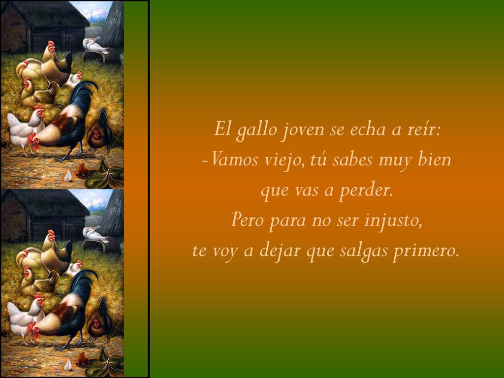 El gallo joven se echa a reír: -Vamos viejo, tú sabes muy bien