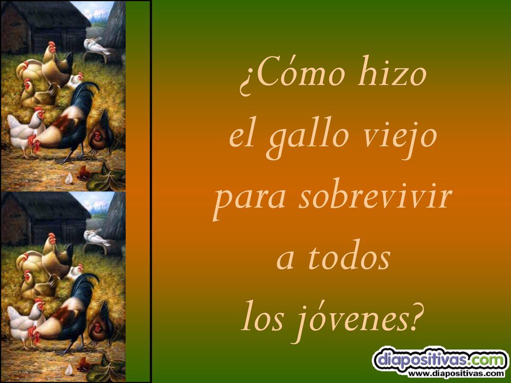 ¿Cómo hizo el gallo viejo para sobrevivir a todos los jóvenes