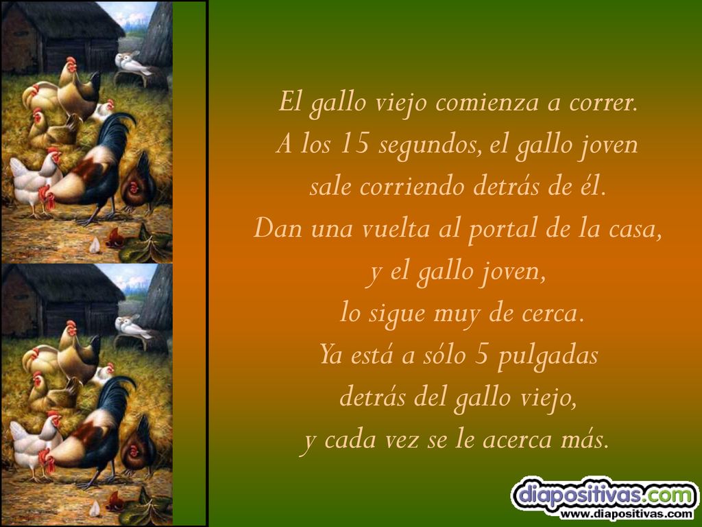 El gallo viejo comienza a correr. A los 15 segundos, el gallo joven
