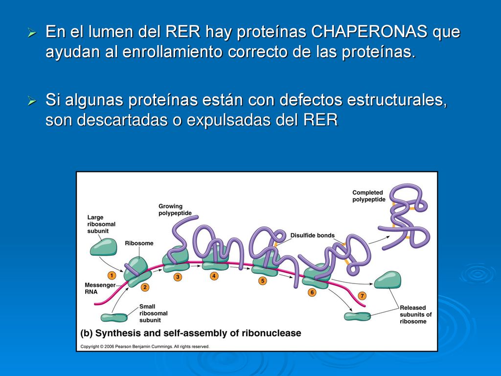 En el lumen del RER hay proteínas CHAPERONAS que ayudan al enrollamiento correcto de las proteínas.