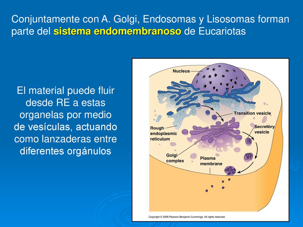 Conjuntamente con A. Golgi, Endosomas y Lisosomas forman parte del sistema endomembranoso de Eucariotas