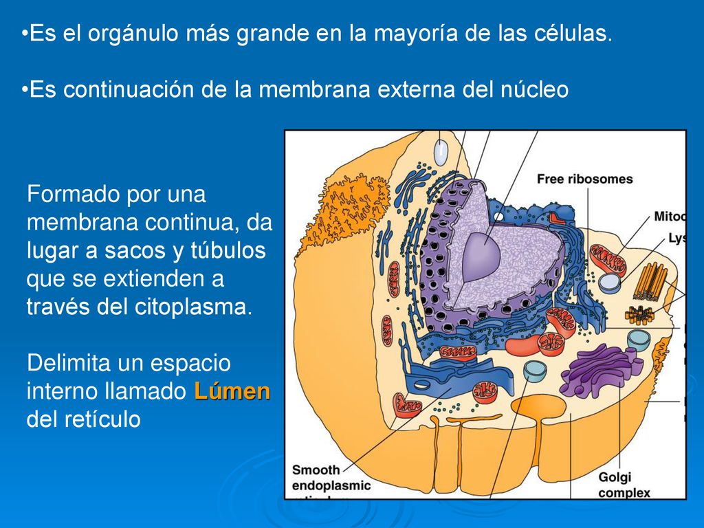 Es el orgánulo más grande en la mayoría de las células.