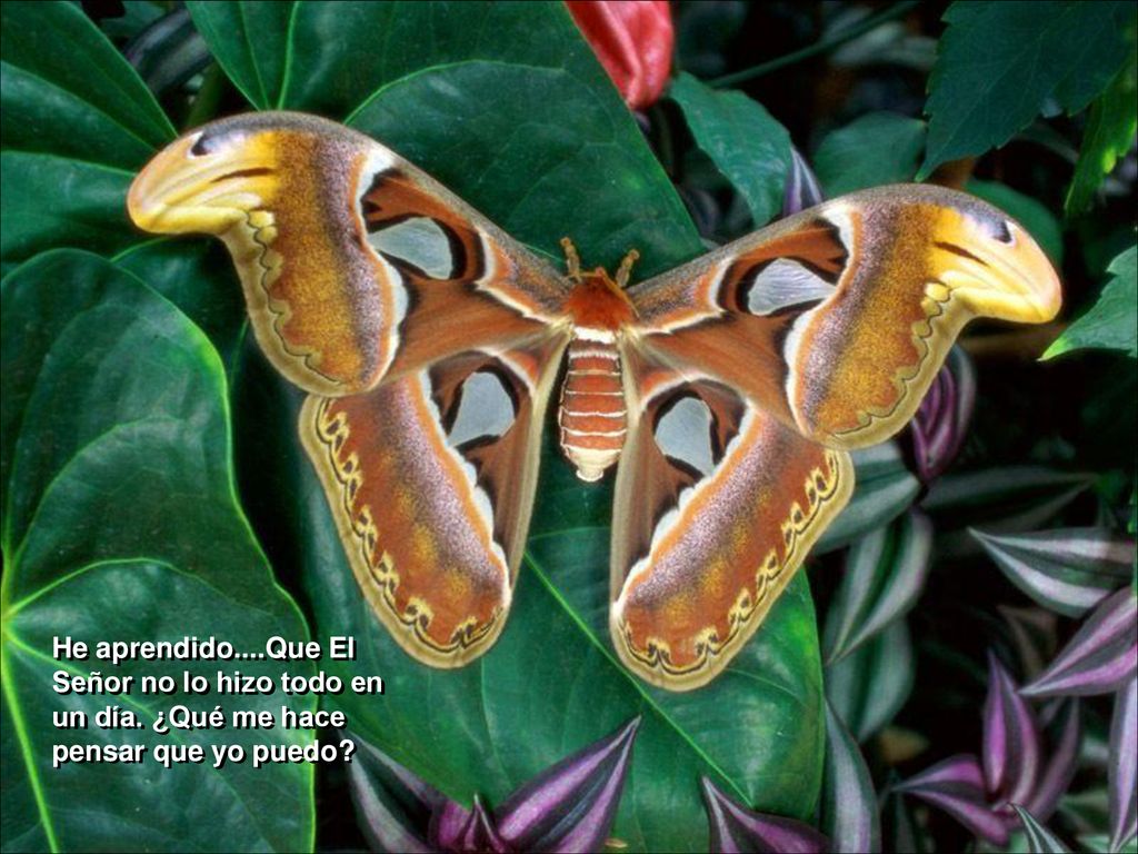 He aprendido. Que El Señor no lo hizo todo en un día