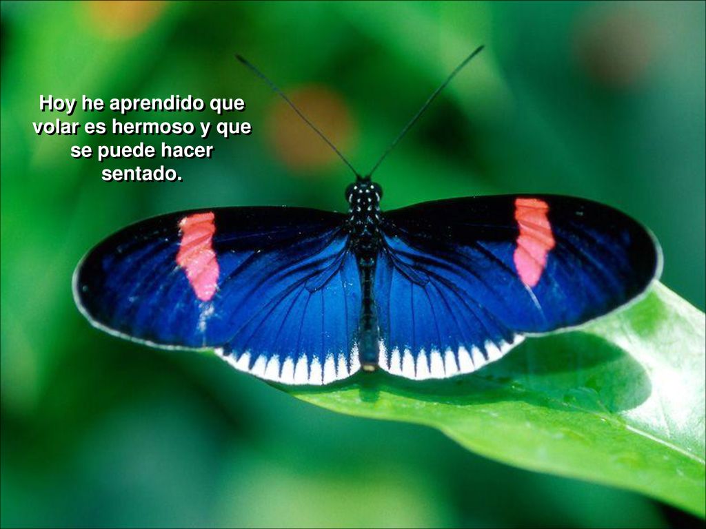 Hoy he aprendido que volar es hermoso y que se puede hacer sentado.