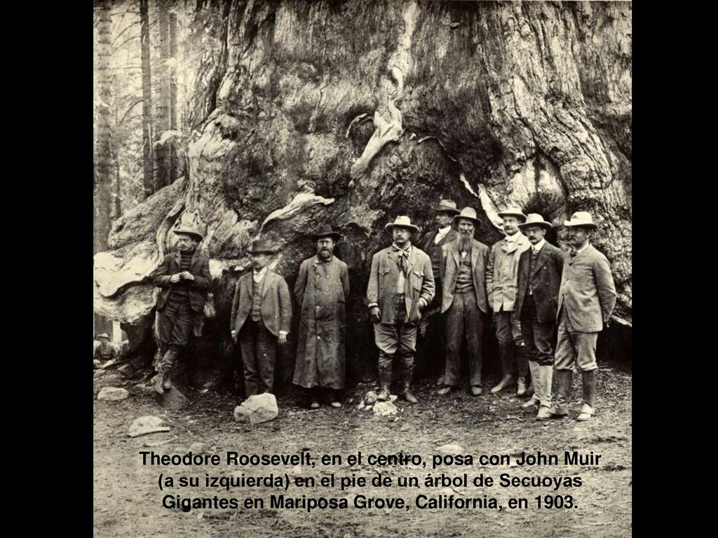 Theodore Roosevelt, en el centro, posa con John Muir (a su izquierda) en el pie de un árbol de Secuoyas Gigantes en Mariposa Grove, California, en 1903.