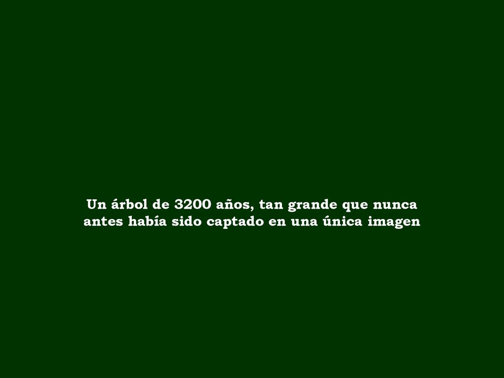 Un árbol de 3200 años, tan grande que nunca antes había sido captado en una única imagen