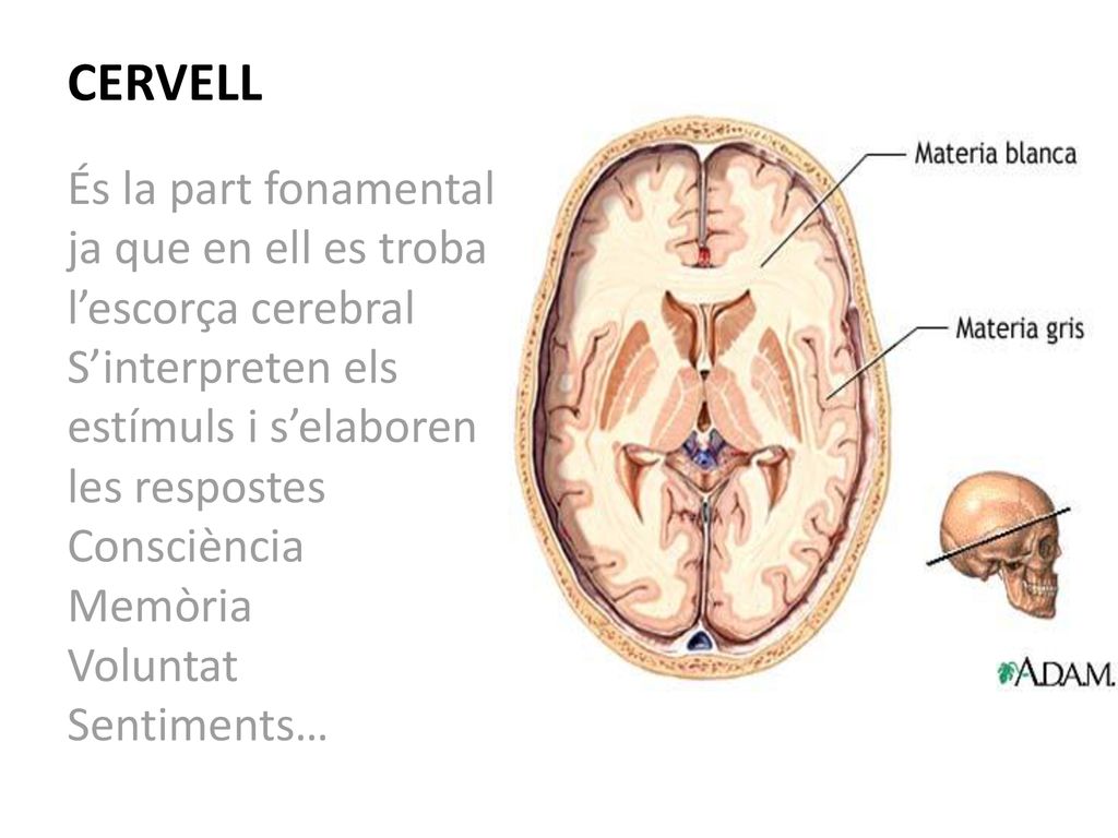 CERVELL És la part fonamental ja que en ell es troba l’escorça cerebral. S’interpreten els estímuls i s’elaboren les respostes.
