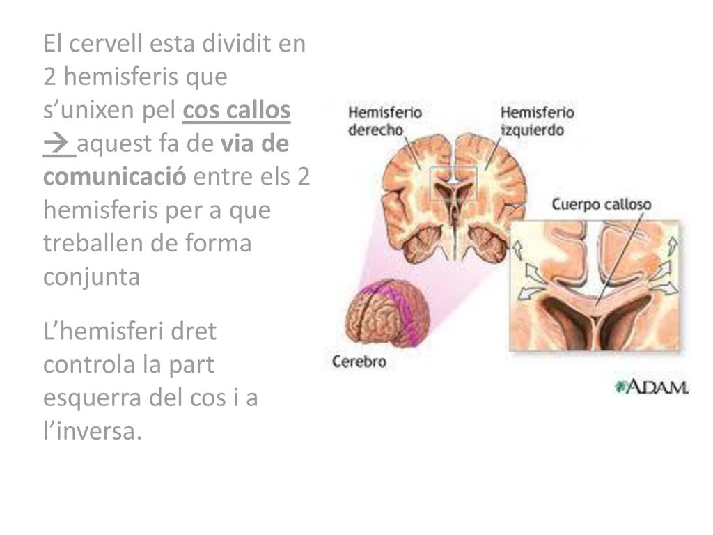 El cervell esta dividit en 2 hemisferis que s’unixen pel cos callos  aquest fa de via de comunicació entre els 2 hemisferis per a que treballen de forma conjunta