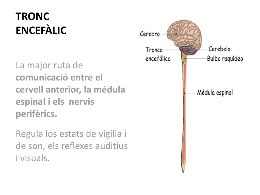 TRONC ENCEFÀLIC La major ruta de comunicació entre el cervell anterior, la médula espinal i els nervis perifèrics.