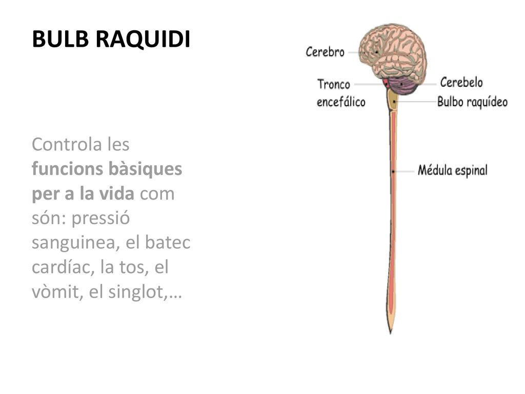 BULB RAQUIDI Controla les funcions bàsiques per a la vida com són: pressió sanguinea, el batec cardíac, la tos, el vòmit, el singlot,…