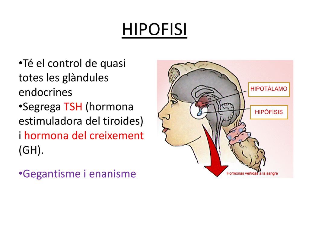 HIPOFISI Té el control de quasi totes les glàndules endocrines