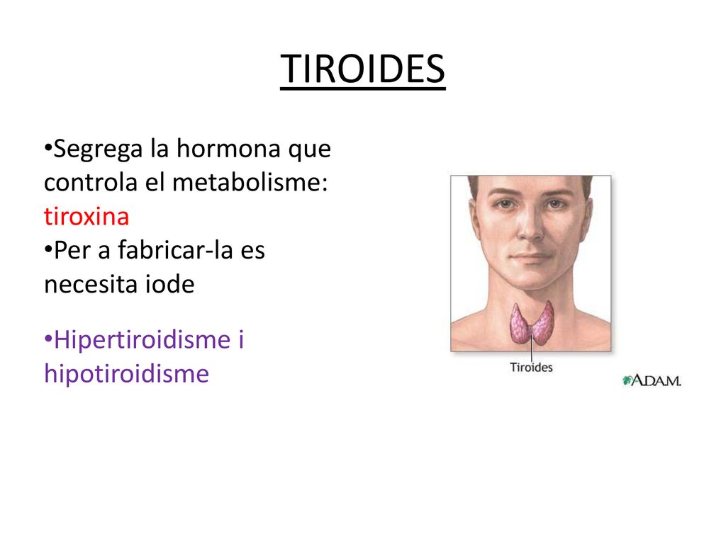TIROIDES Segrega la hormona que controla el metabolisme: tiroxina