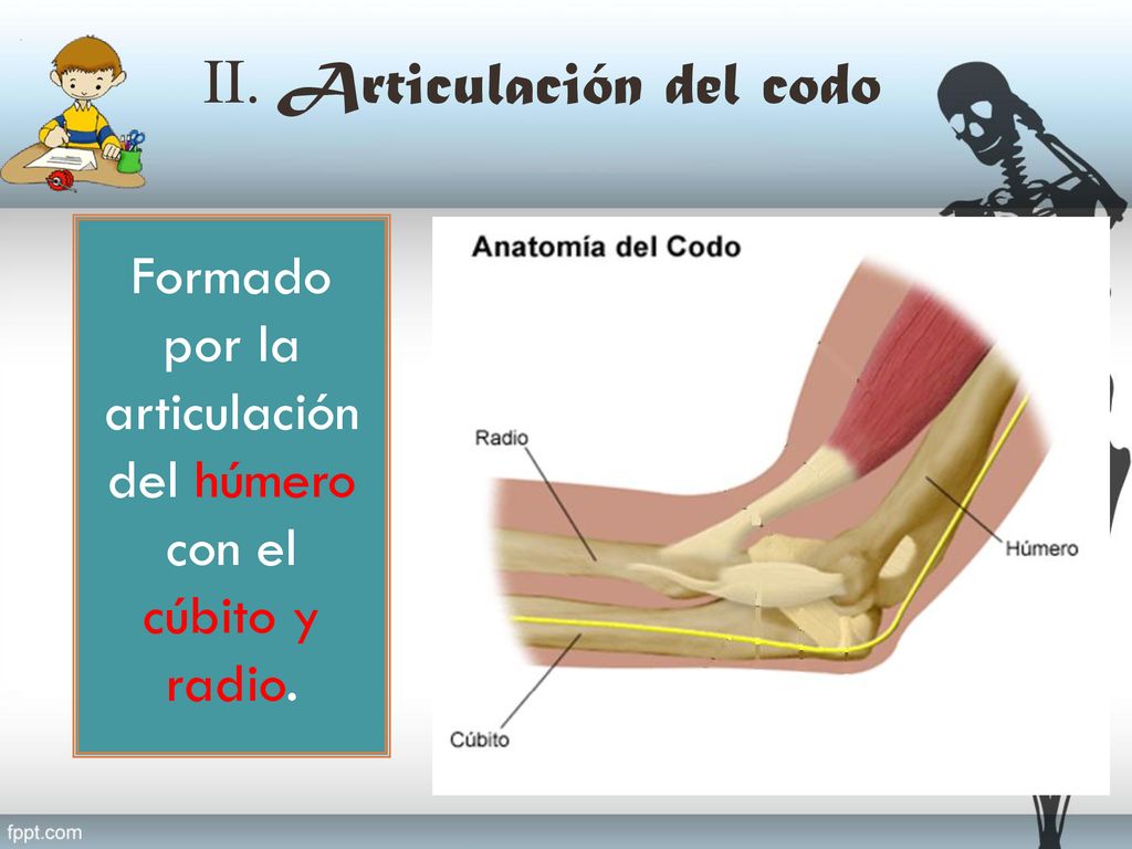 Formado por la articulación del húmero con el cúbito y radio.