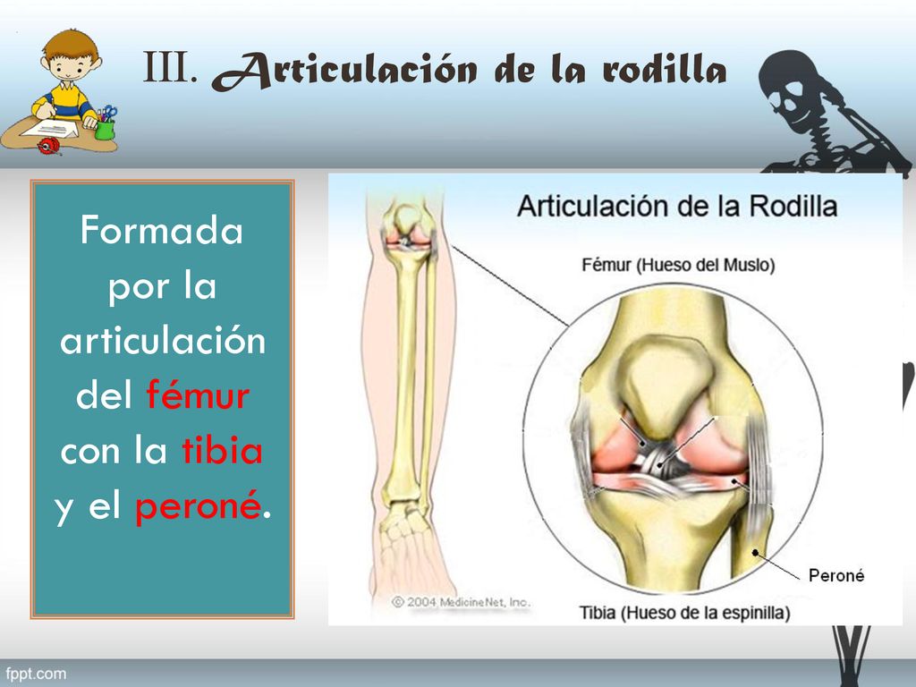 Formada por la articulación del fémur con la tibia y el peroné.