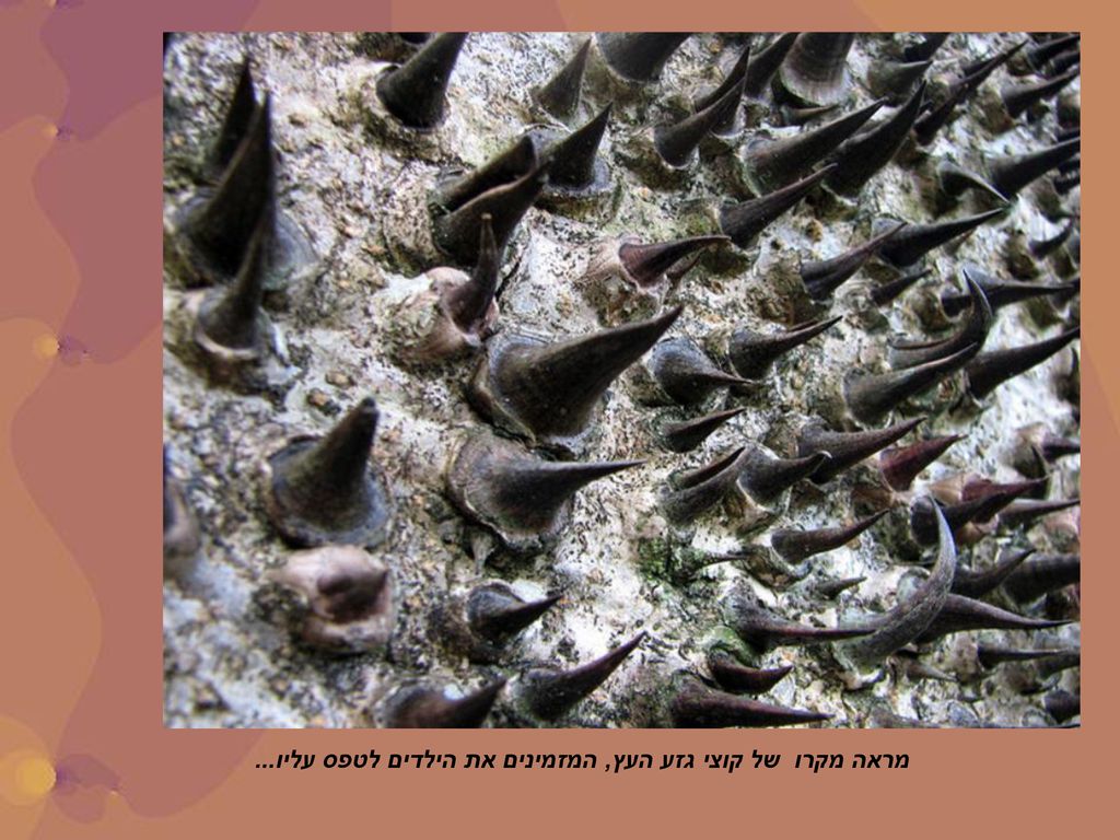 מראה מקרו של קוצי גזע העץ, המזמינים את הילדים לטפס עליו...