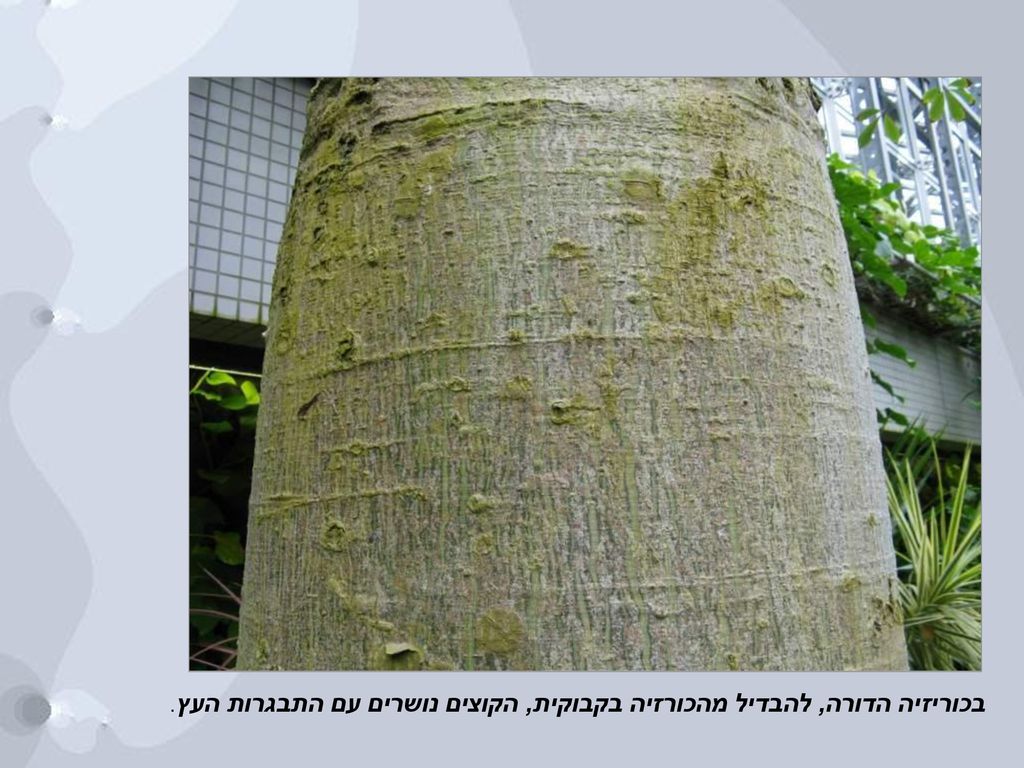 בכוריזיה הדורה, להבדיל מהכורזיה בקבוקית, הקוצים נושרים עם התבגרות העץ.