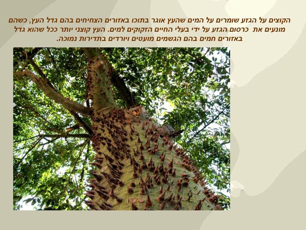 הקוצים על הגזע שומרים על המים שהעץ אוגר בתוכו באזורים הצחיחים בהם גדל העץ, כשהם מונעים את כרסום הגזע על ידי בעלי החיים הזקוקים למים.
