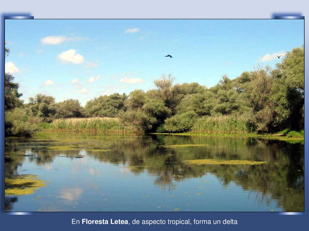 En Floresta Letea, de aspecto tropical, forma un delta