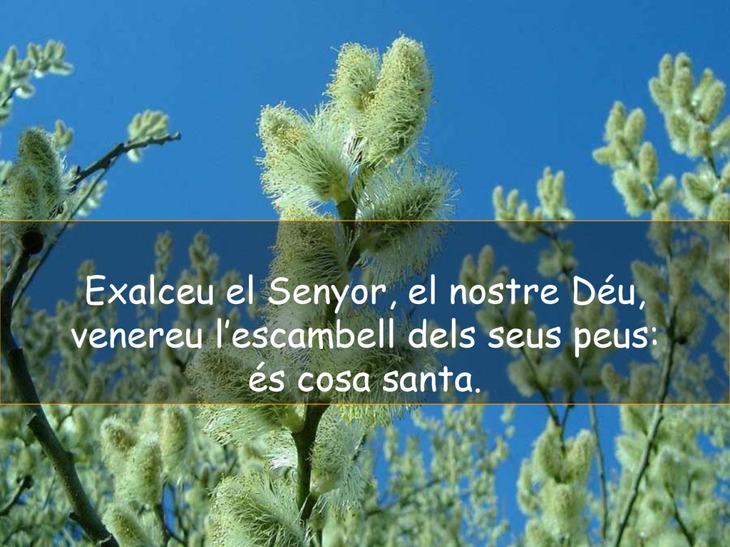 Exalceu el Senyor, el nostre Déu, venereu l’escambell dels seus peus: