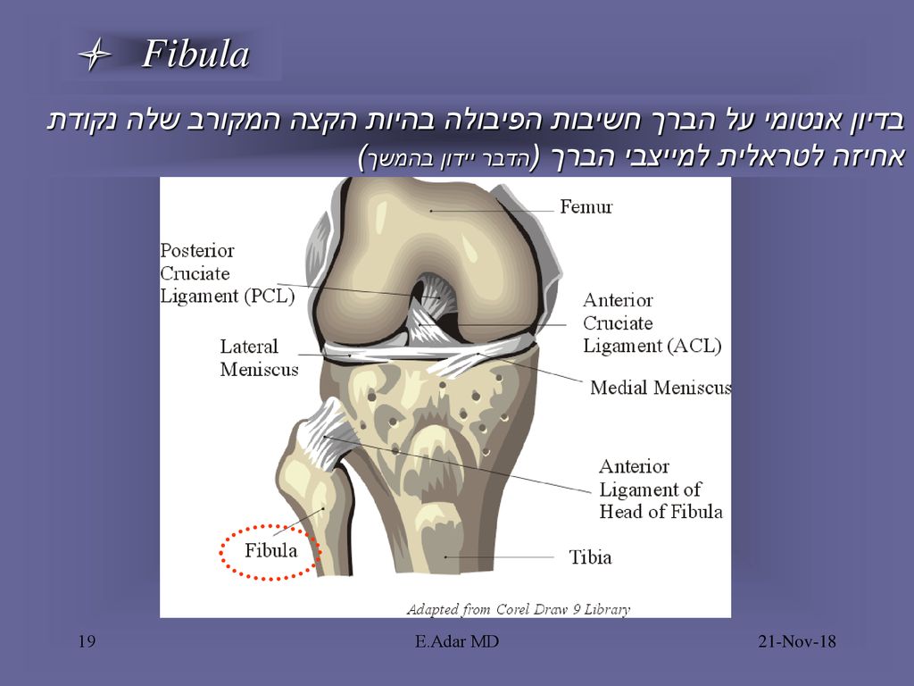 l Fibula בדיון אנטומי על הברך חשיבות הפיבולה בהיות הקצה המקורב שלה נקודת אחיזה לטראלית למייצבי הברך (הדבר יידון בהמשך)