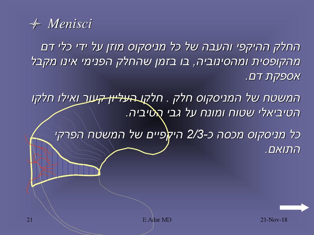 l Menisci החלק ההיקפי והעבה של כל מניסקוס מוזן על ידי כלי דם מהקופסית ומהסינוביה, בו בזמן שהחלק הפנימי אינו מקבל אספקת דם.