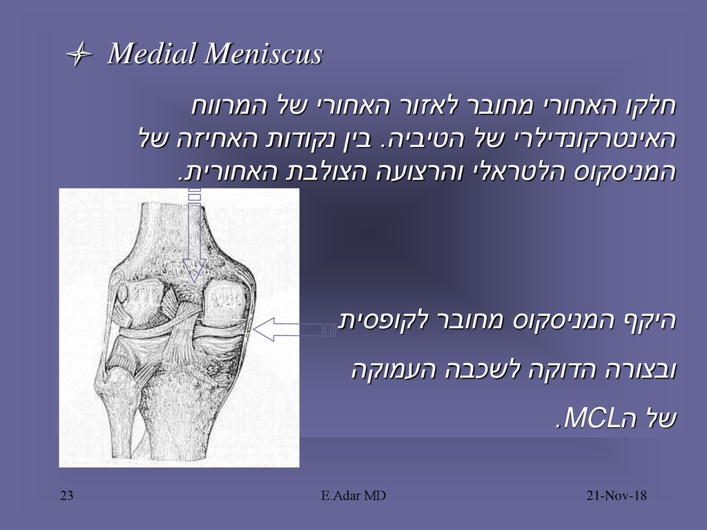 l Medial Meniscus חלקו האחורי מחובר לאזור האחורי של המרווח האינטרקונדילרי של הטיביה. בין נקודות האחיזה של המניסקוס הלטראלי והרצועה הצולבת האחורית.
