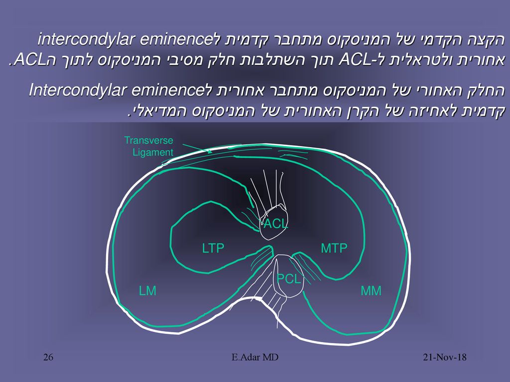 הקצה הקדמי של המניסקוס מתחבר קדמית לintercondylar eminence אחורית ולטראלית ל-ACL תוך השתלבות חלק מסיבי המניסקוס לתוך הACL.