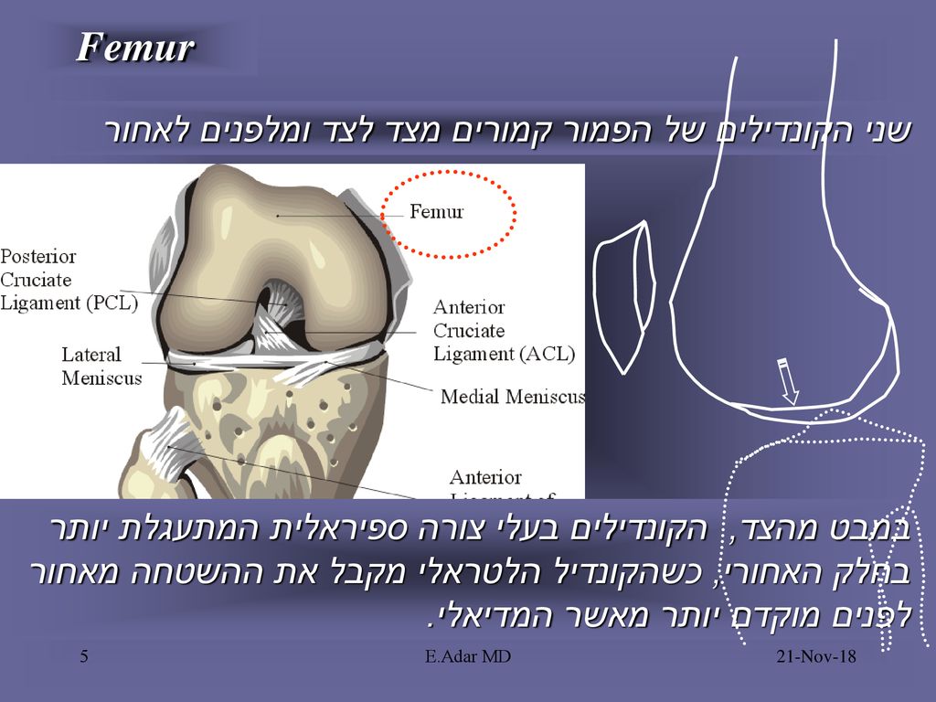 Femur שני הקונדילים של הפמור קמורים מצד לצד ומלפנים לאחור