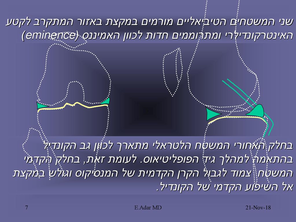 שני המשטחים הטיביאליים מורמים במקצת באזור המתקרב לקטע האינטרקונדילרי ומתרוממים חדות לכוון האמיננס (eminence)