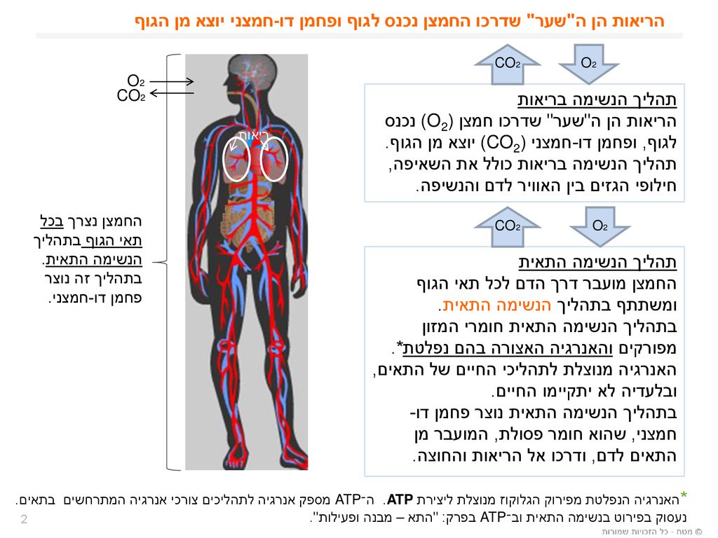 הריאות הן ה שער שדרכו החמצן נכנס לגוף ופחמן דו-חמצני יוצא מן הגוף