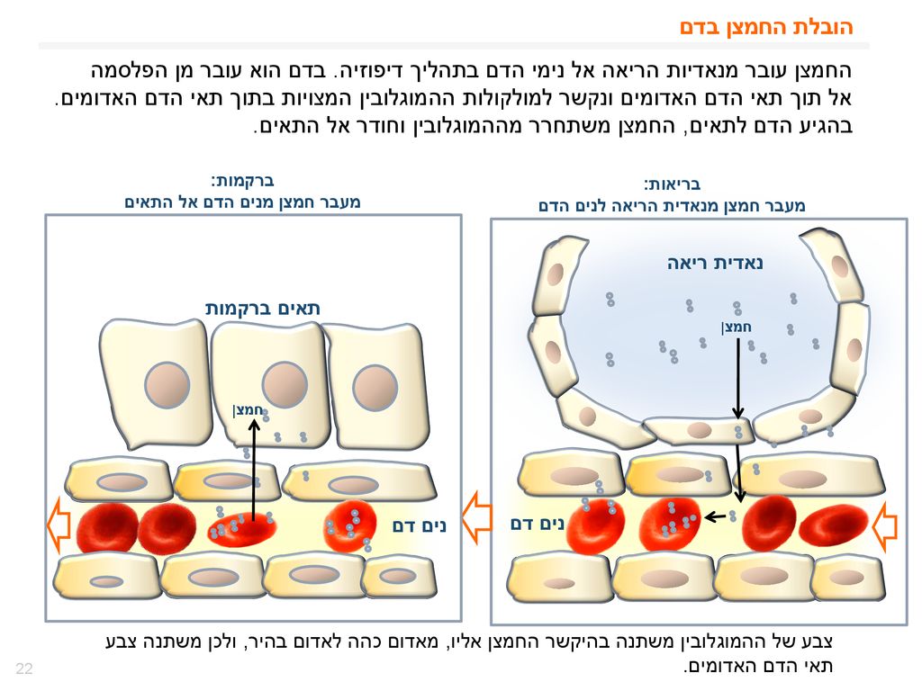 מעבר חמצן מנים הדם אל התאים מעבר חמצן מנאדית הריאה לנים הדם