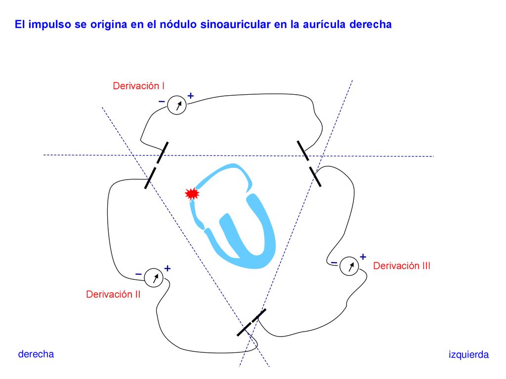 El impulso se origina en el nódulo sinoauricular en la aurícula derecha