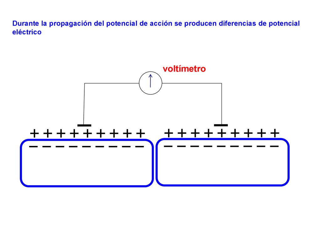 Durante la propagación del potencial de acción se producen diferencias de potencial eléctrico