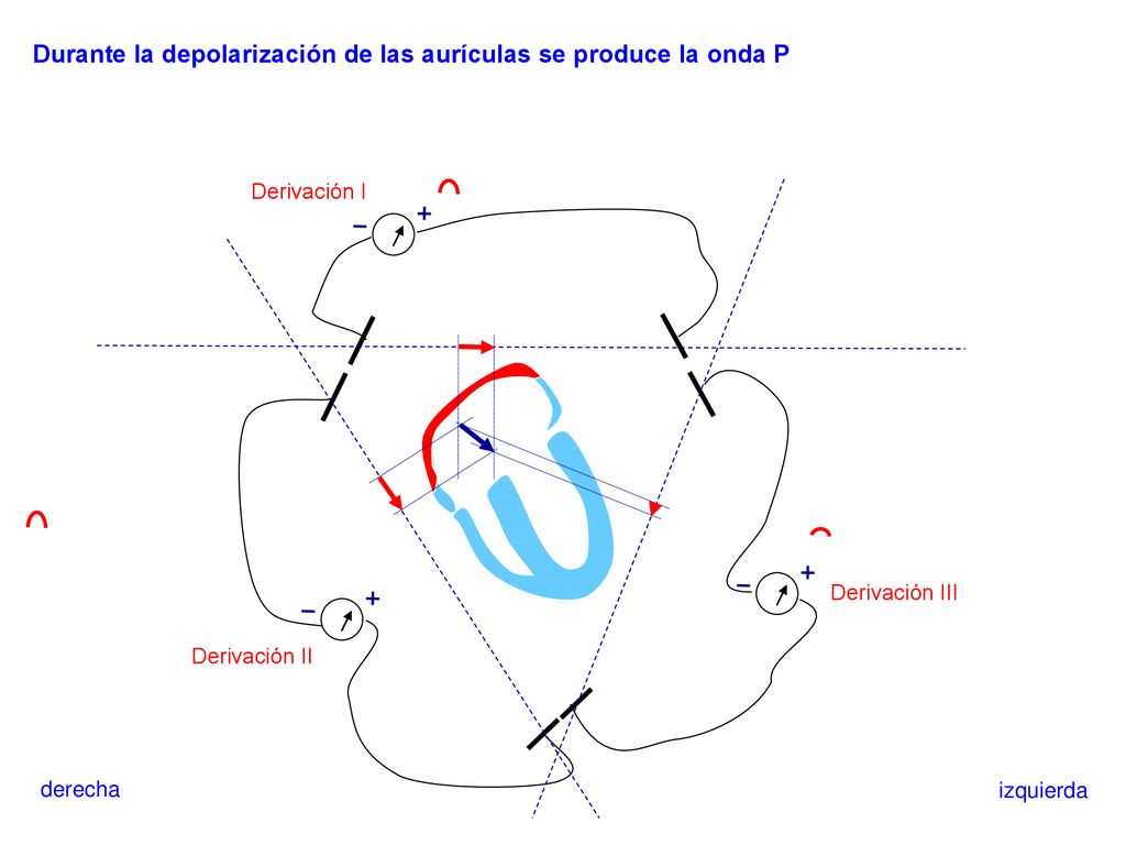 Durante la depolarización de las aurículas se produce la onda P