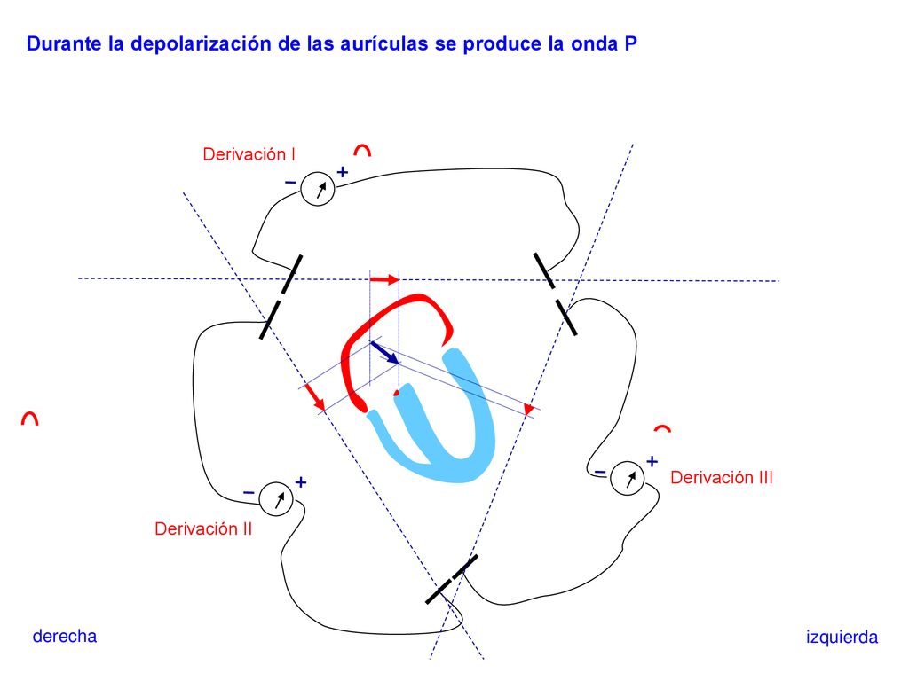 Durante la depolarización de las aurículas se produce la onda P