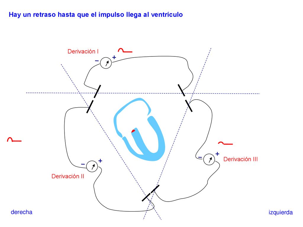 Hay un retraso hasta que el impulso llega al ventrículo