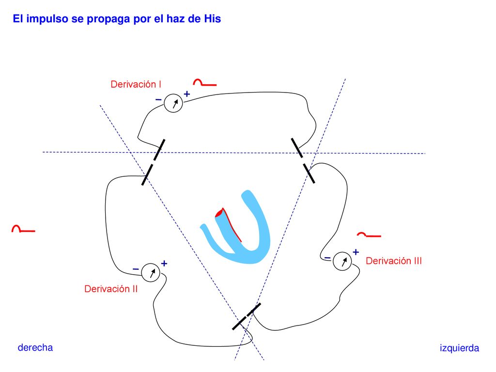 El impulso se propaga por el haz de His