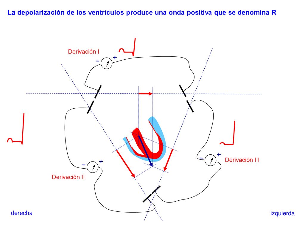 La depolarización de los ventrículos produce una onda positiva que se denomina R