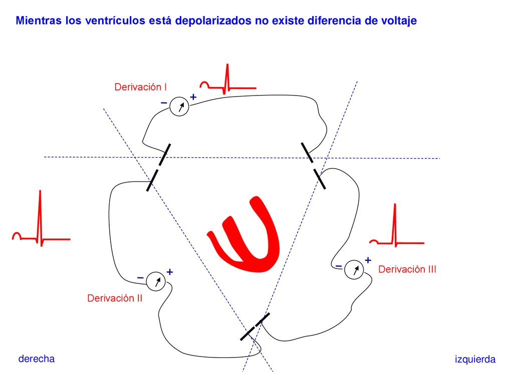 Mientras los ventrículos está depolarizados no existe diferencia de voltaje