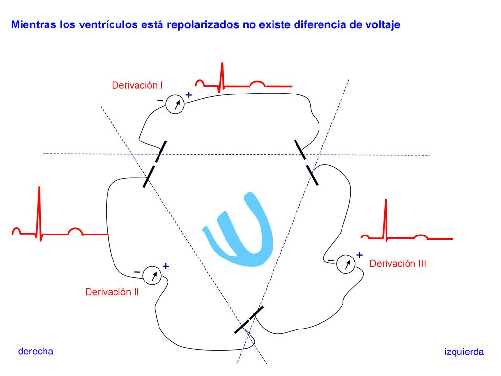 Mientras los ventrículos está repolarizados no existe diferencia de voltaje