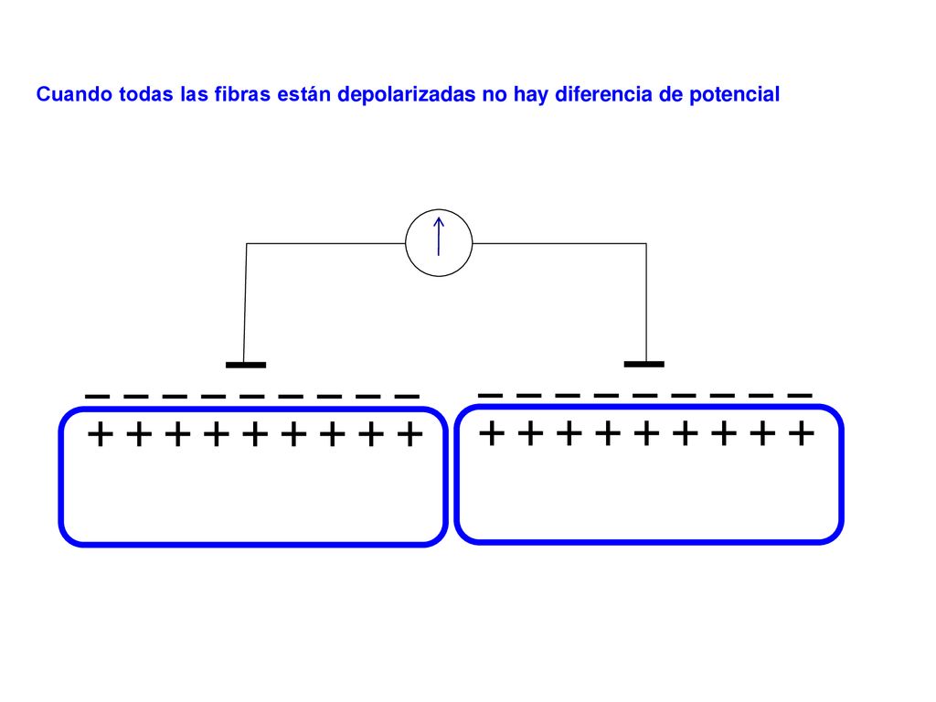 Cuando todas las fibras están depolarizadas no hay diferencia de potencial
