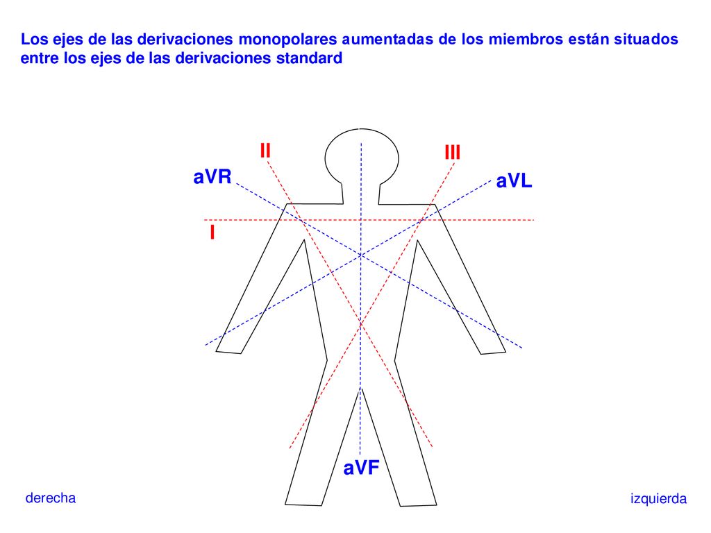 Los ejes de las derivaciones monopolares aumentadas de los miembros están situados entre los ejes de las derivaciones standard