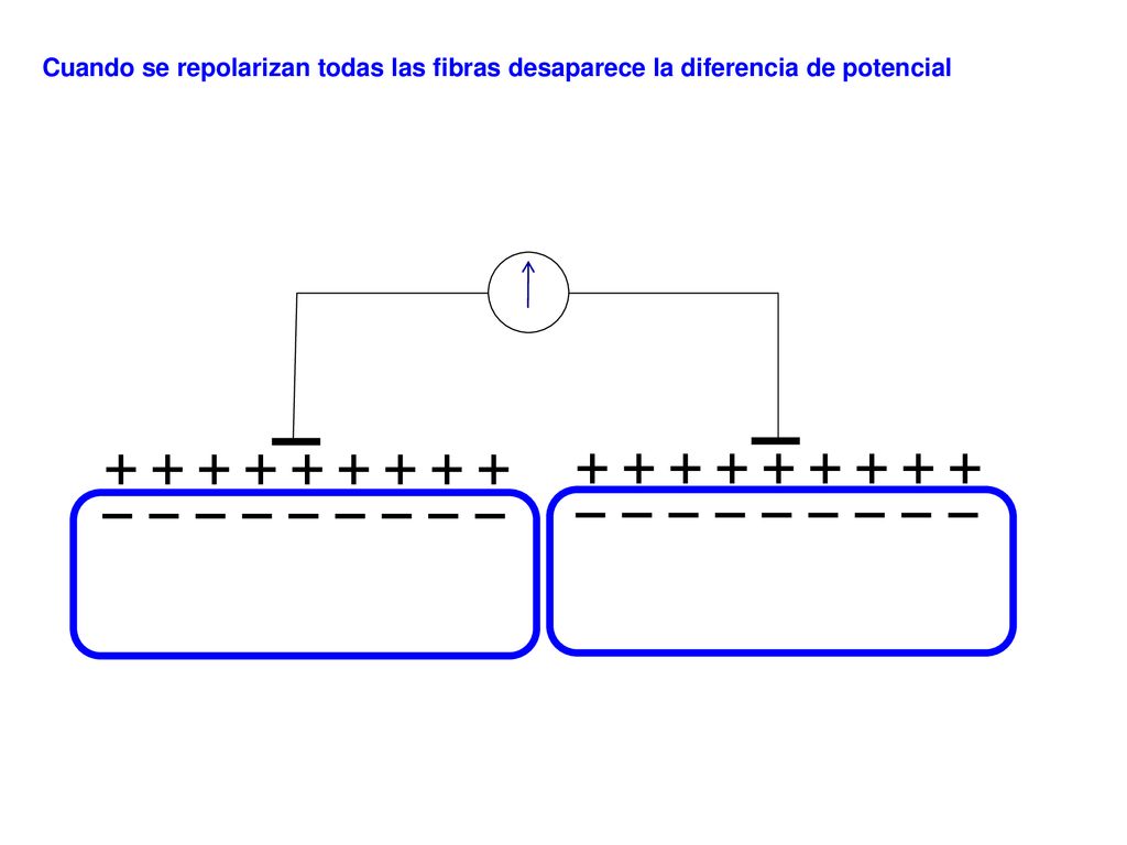 Cuando se repolarizan todas las fibras desaparece la diferencia de potencial