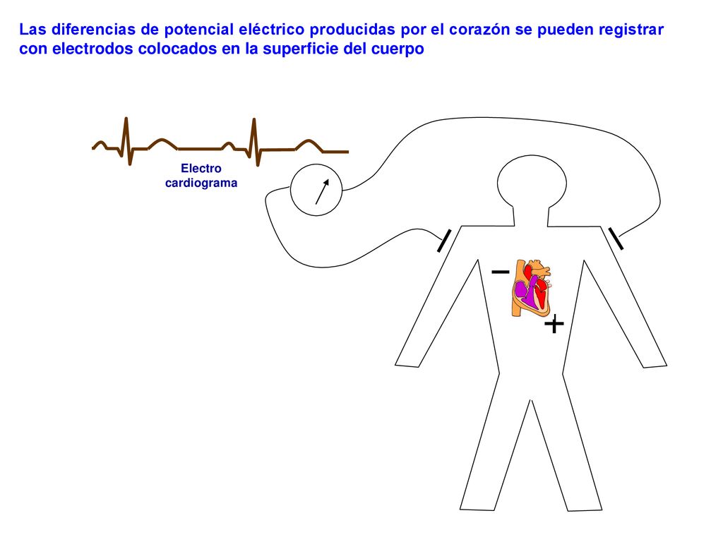 Las diferencias de potencial eléctrico producidas por el corazón se pueden registrar con electrodos colocados en la superficie del cuerpo