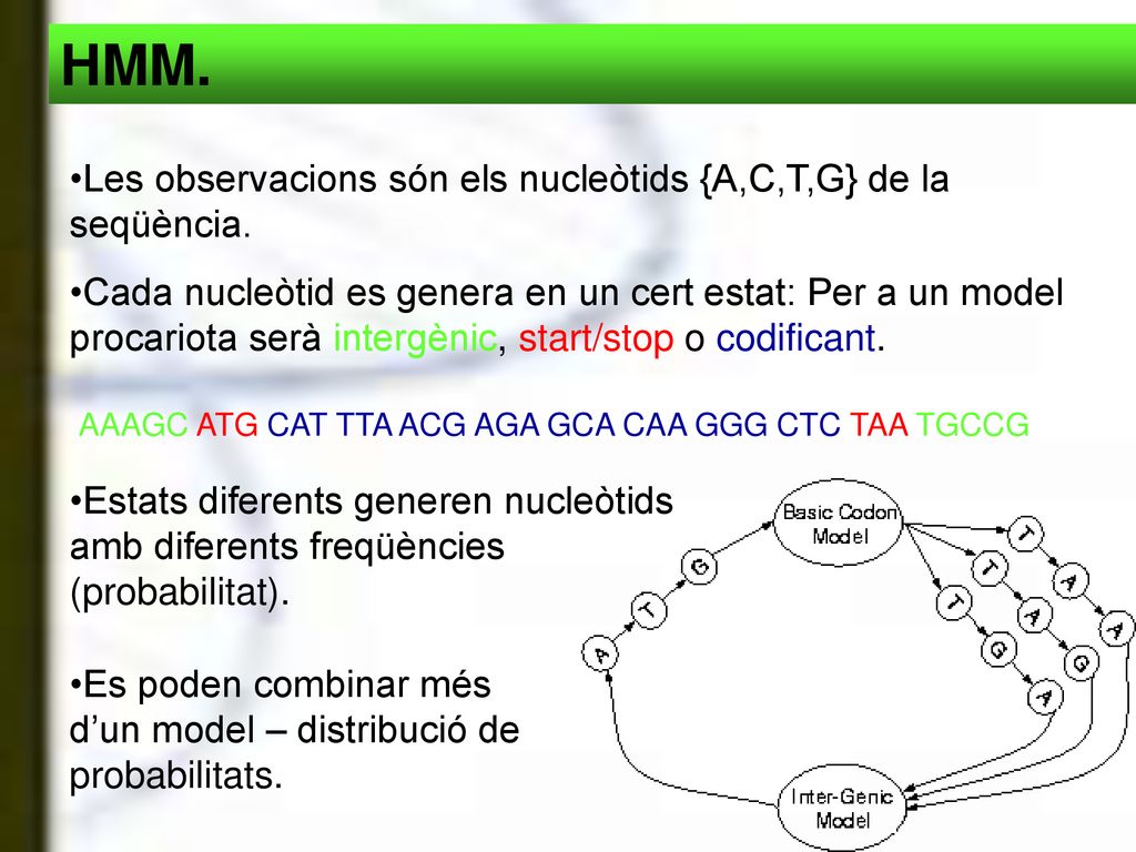 HMM. Les observacions són els nucleòtids {A,C,T,G} de la seqüència.