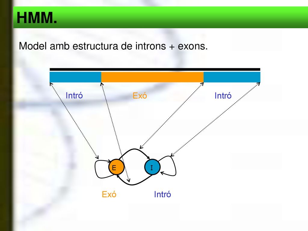 HMM. Model amb estructura de introns + exons. E I Exó Intró Exó Intró