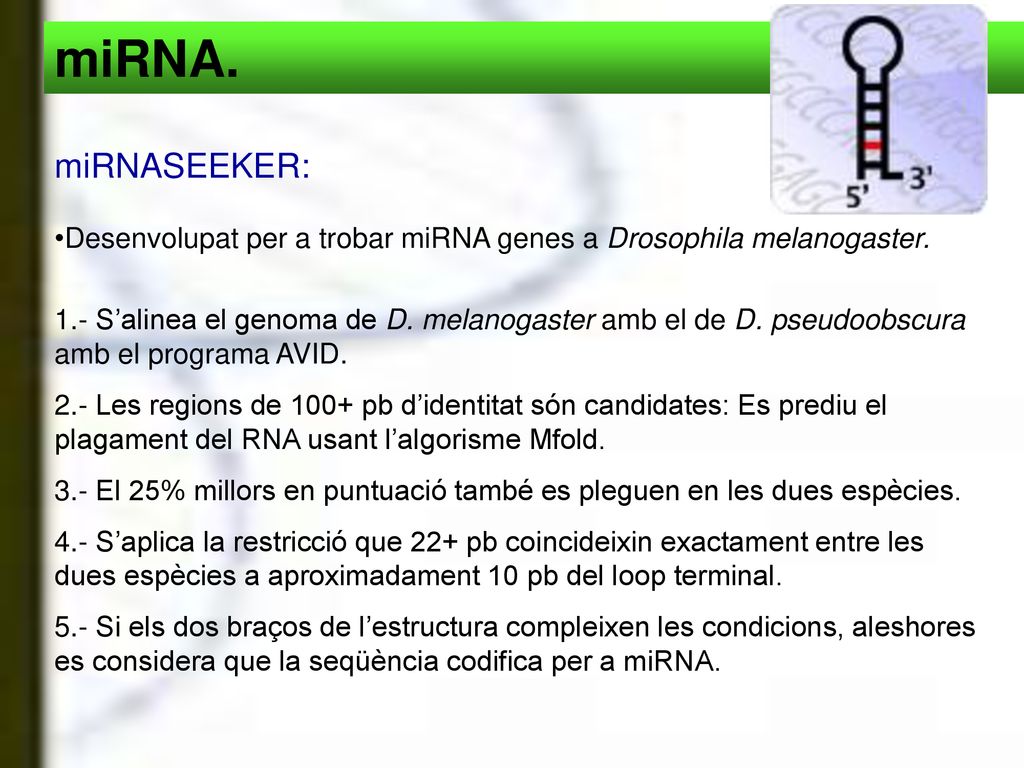 miRNA. miRNASEEKER: Desenvolupat per a trobar miRNA genes a Drosophila melanogaster.