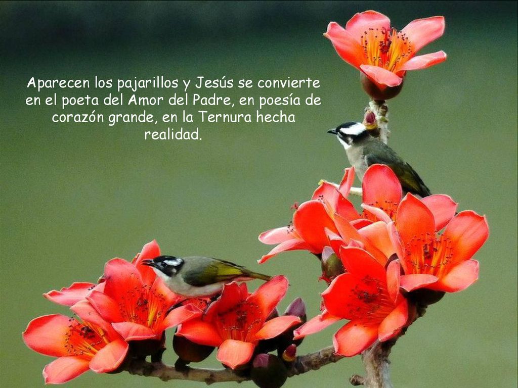 Aparecen los pajarillos y Jesús se convierte en el poeta del Amor del Padre, en poesía de corazón grande, en la Ternura hecha realidad.